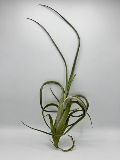 Tillandsia Intermedia Gaint ทิลแลนเซีย