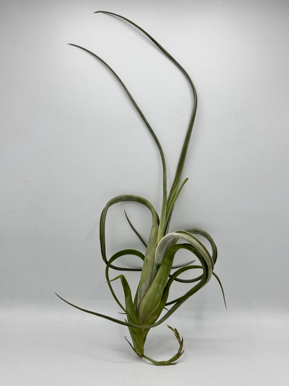 Tillandsia Intermedia Gaint ทิลแลนเซีย