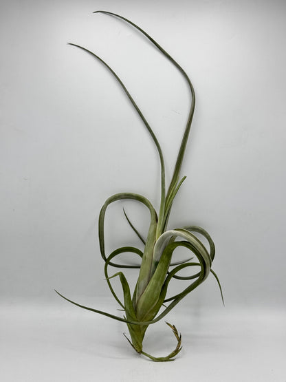 Tillandsia Intermedia Gaint ทิลแลนเซีย
