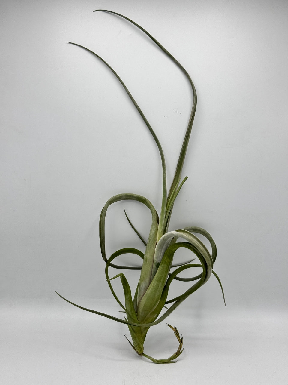 Tillandsia Intermedia Gaint ทิลแลนเซีย