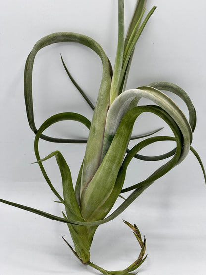 Tillandsia Intermedia Gaint ทิลแลนเซีย