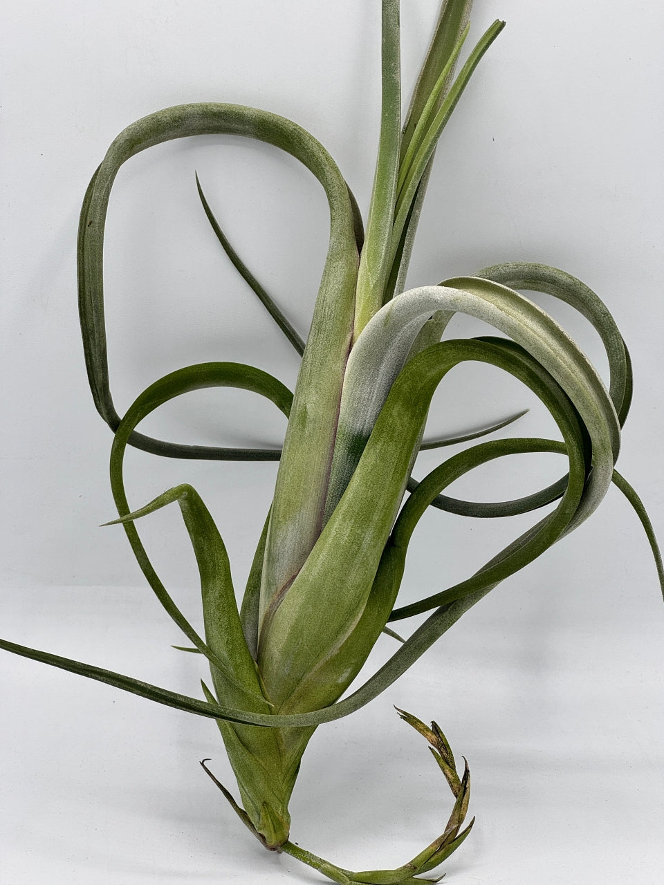 Tillandsia Intermedia Gaint ทิลแลนเซีย