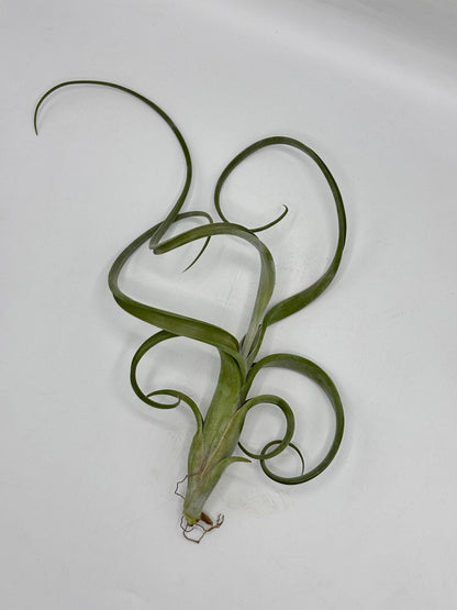 Tillandsia Intermedia Gaint ทิลแลนเซีย