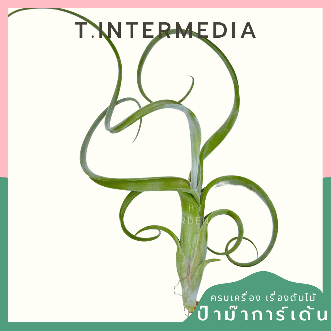 Tillandsia Intermedia ทิลแลนเซีย