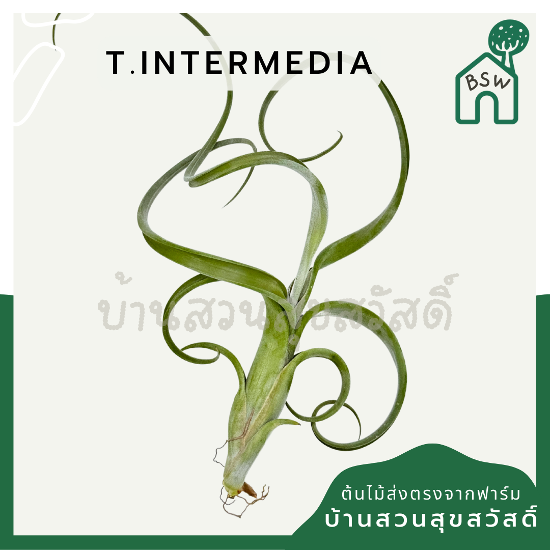 Tillandsia Intermedia ทิลแลนเซีย