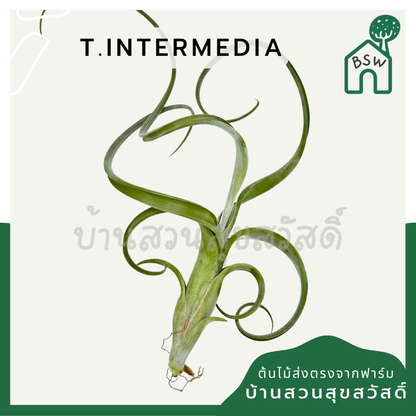 Tillandsia Intermedia ทิลแลนเซีย