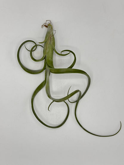 Tillandsia Intermedia ทิลแลนเซีย