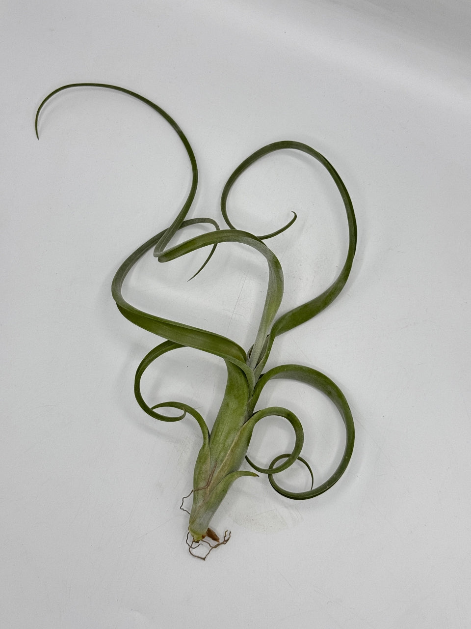 Tillandsia Intermedia ทิลแลนเซีย