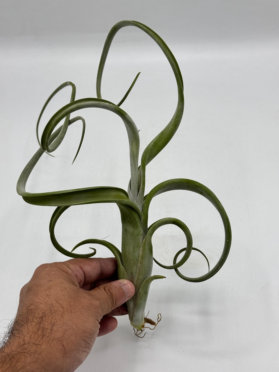 Tillandsia Intermedia ทิลแลนเซีย