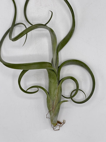 Tillandsia Intermedia ทิลแลนเซีย