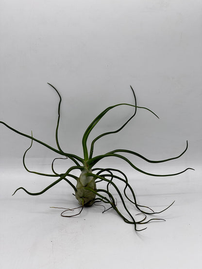 ทิลแลนด์เซีย บัลโบซ่า ไจแอ้น Tillandsia bulbosa Gaint