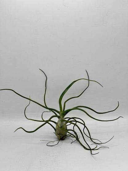 ทิลแลนด์เซีย บัลโบซ่า ไจแอ้น Tillandsia bulbosa Gaint