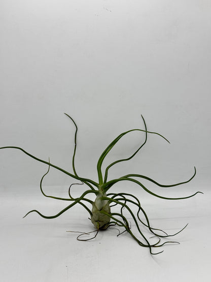 ทิลแลนด์เซีย บัลโบซ่า ไจแอ้น Tillandsia bulbosa Gaint
