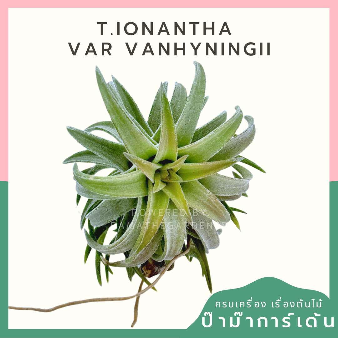 Tillandsia ionantha  Var vanhyningii