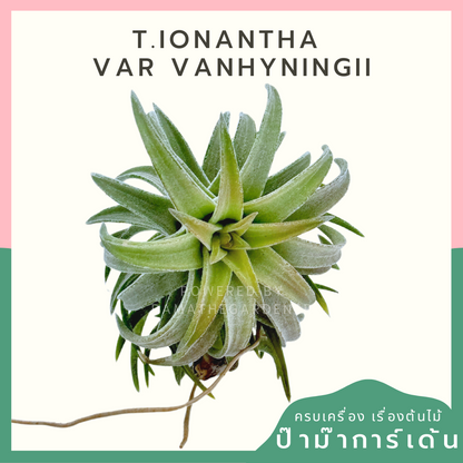 Tillandsia ionantha  Var vanhyningii