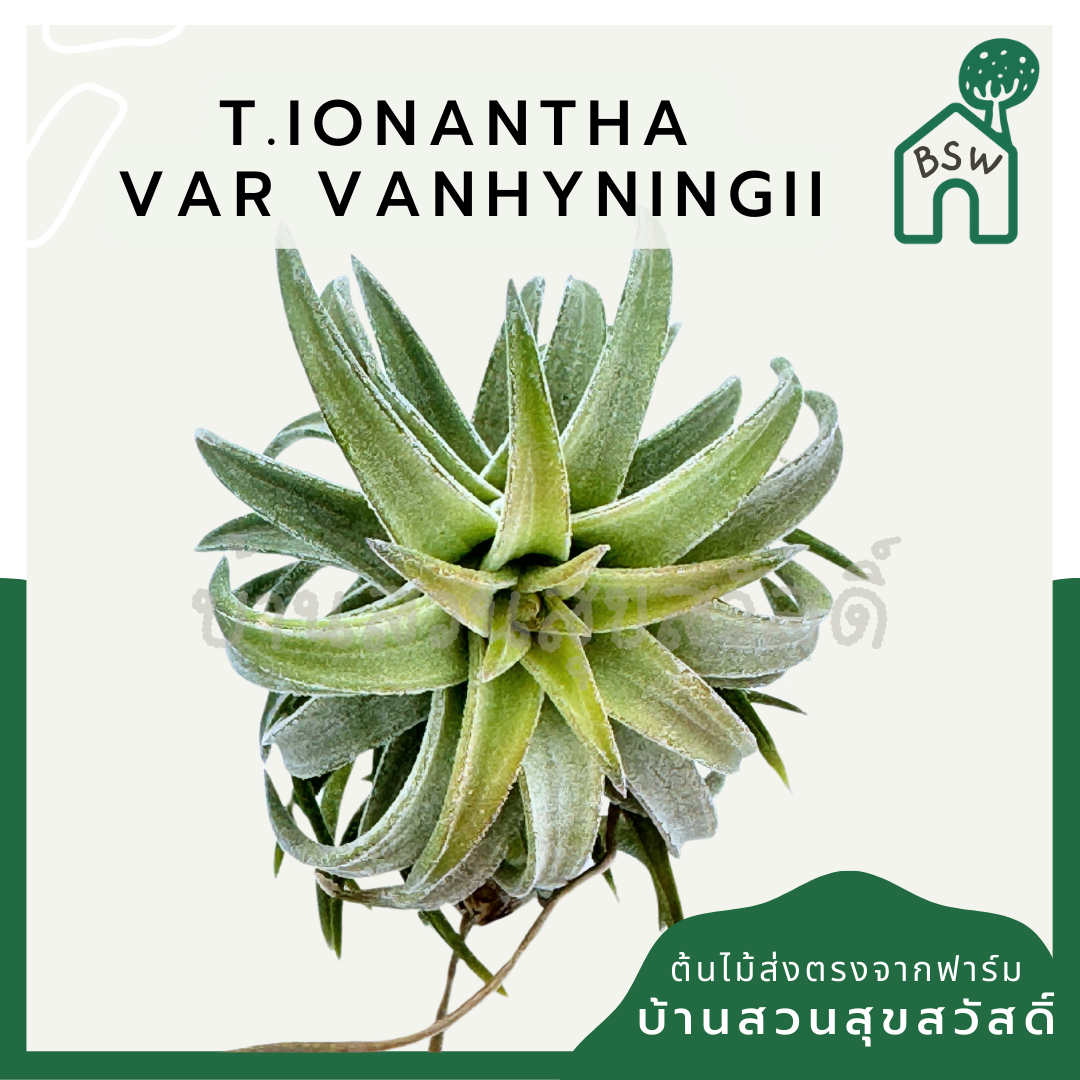 Tillandsia ionantha  Var vanhyningii