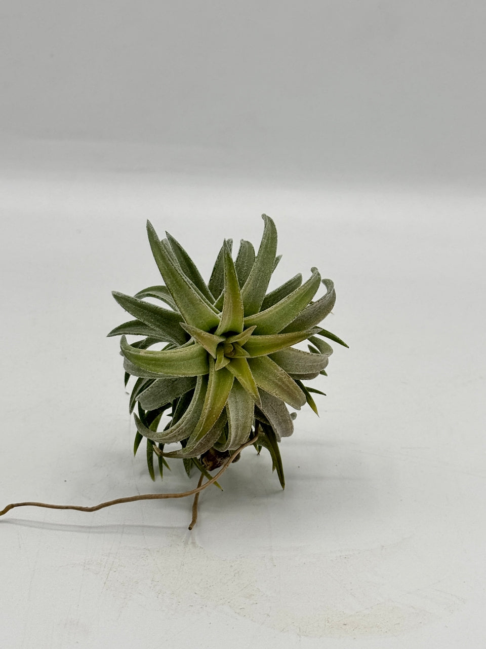 Tillandsia ionantha  Var vanhyningii