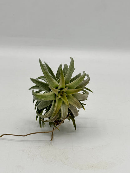 Tillandsia ionantha  Var vanhyningii