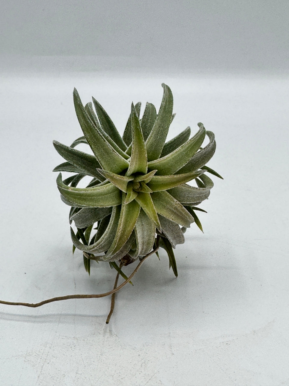 Tillandsia ionantha  Var vanhyningii