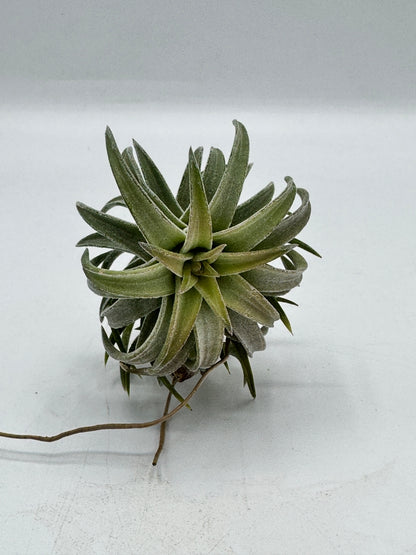 Tillandsia ionantha  Var vanhyningii