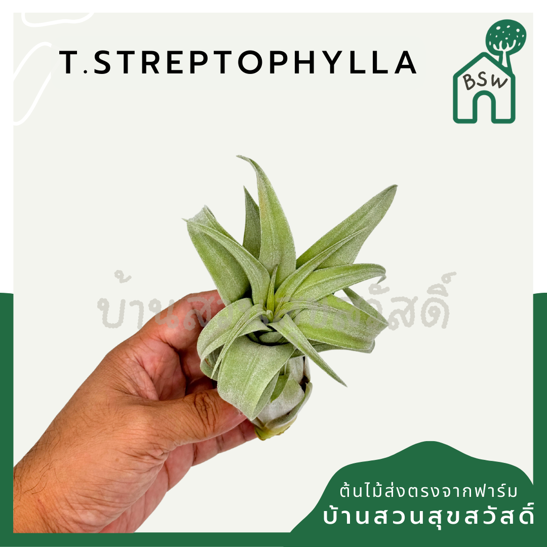 Tillandsia Streptophylla ทิลแลนเซีย สเตรปโตไฟล่า