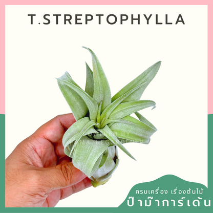 Tillandsia Streptophylla ทิลแลนเซีย สเตรปโตไฟล่า