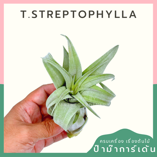 Tillandsia Streptophylla ทิลแลนเซีย สเตรปโตไฟล่า