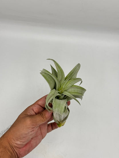 Tillandsia Streptophylla ทิลแลนเซีย สเตรปโตไฟล่า