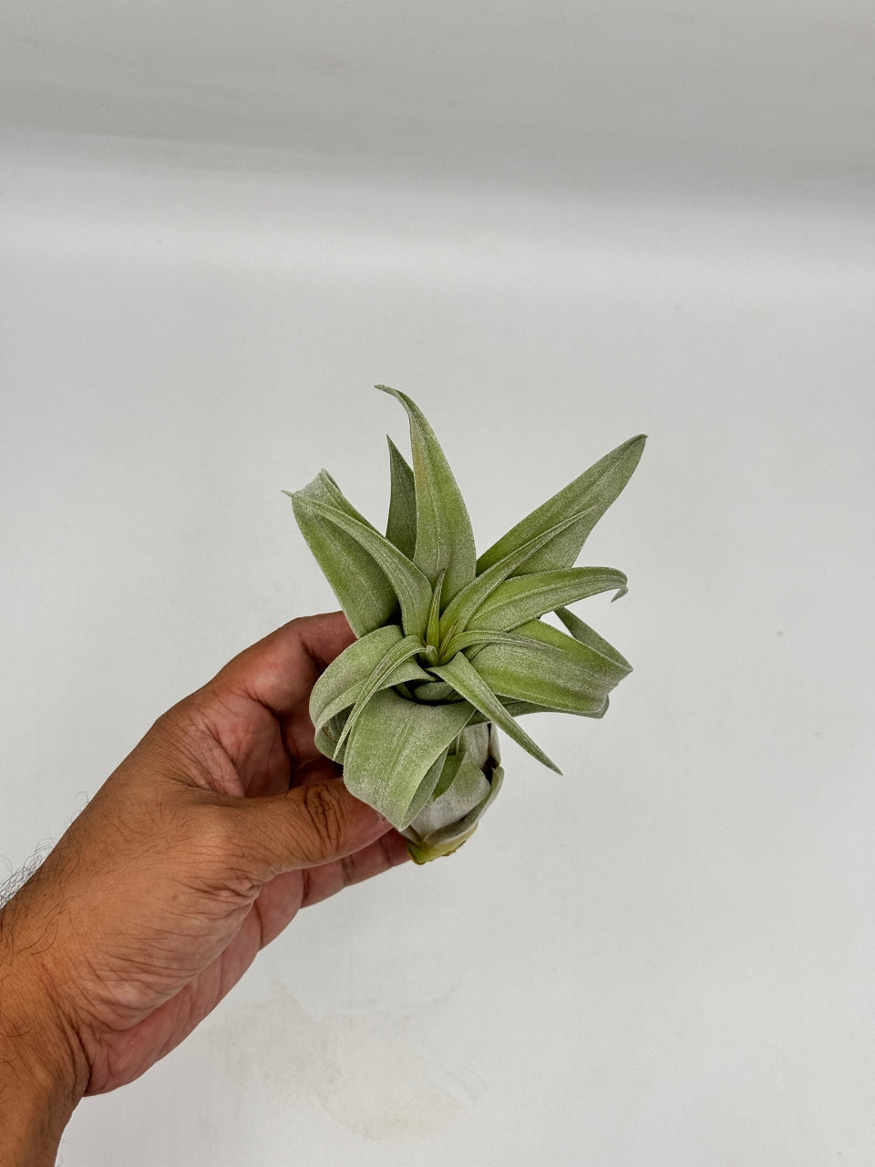 Tillandsia Streptophylla ทิลแลนเซีย สเตรปโตไฟล่า