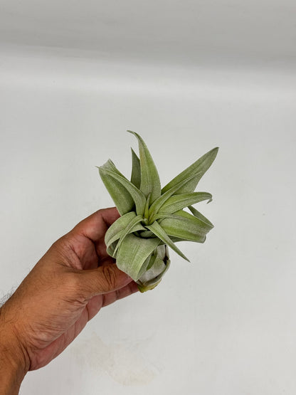 Tillandsia Streptophylla ทิลแลนเซีย สเตรปโตไฟล่า