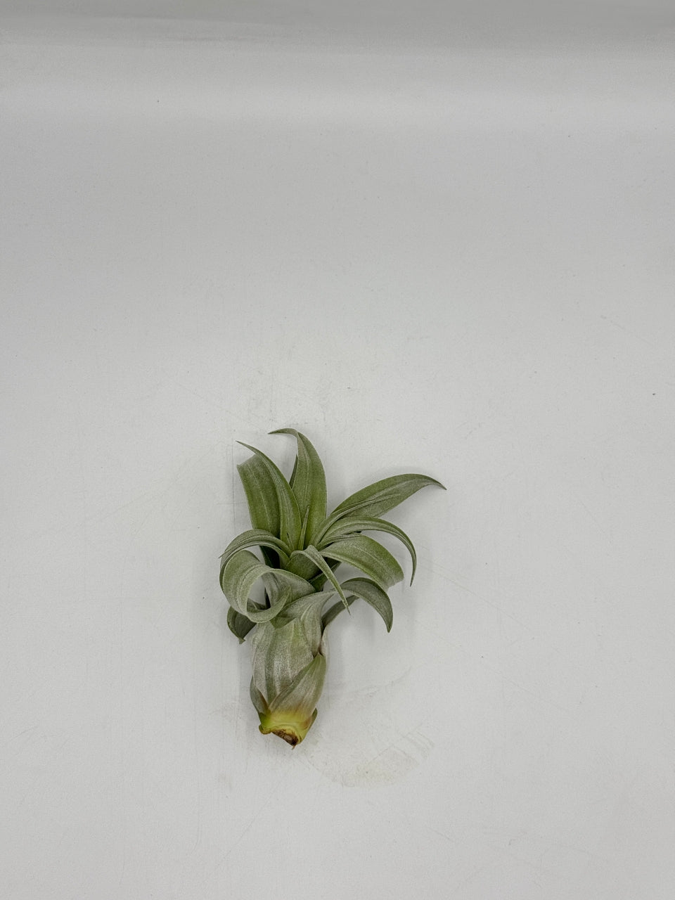 Tillandsia Streptophylla ทิลแลนเซีย สเตรปโตไฟล่า