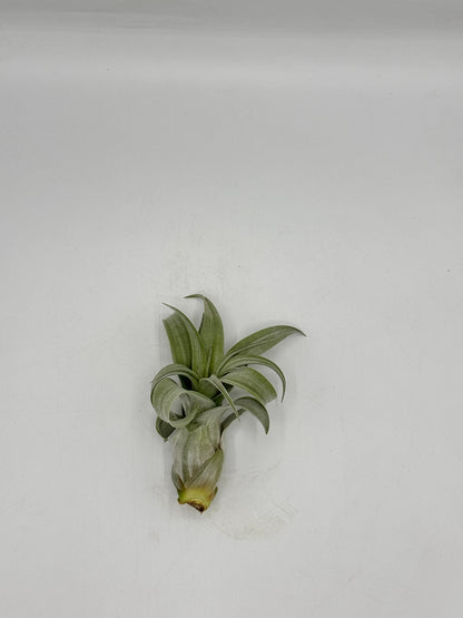 Tillandsia Streptophylla ทิลแลนเซีย สเตรปโตไฟล่า