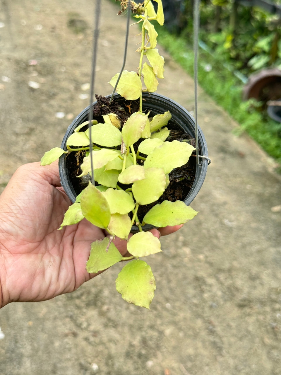 hoya endauensis โฮย่า ไม้แขวน ดอกส้ม