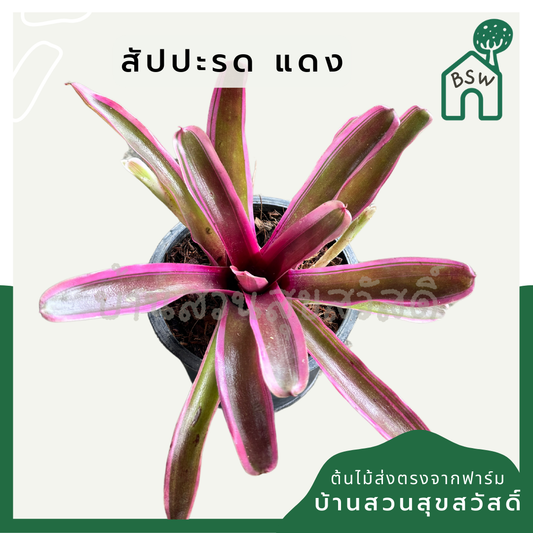 สัปปะรดสี ไม้ขีดแดง ใบสีแดง กระถาง 5 นิ้ว