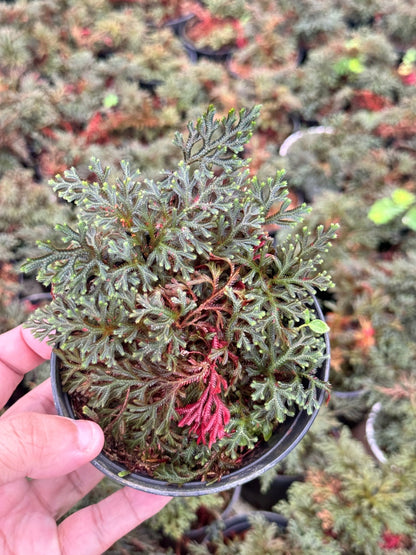 กนกนารีแดง ขนาด 4 นิ้ว