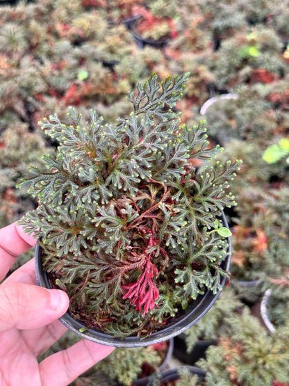 กนกนารีแดง ขนาด 4 นิ้ว