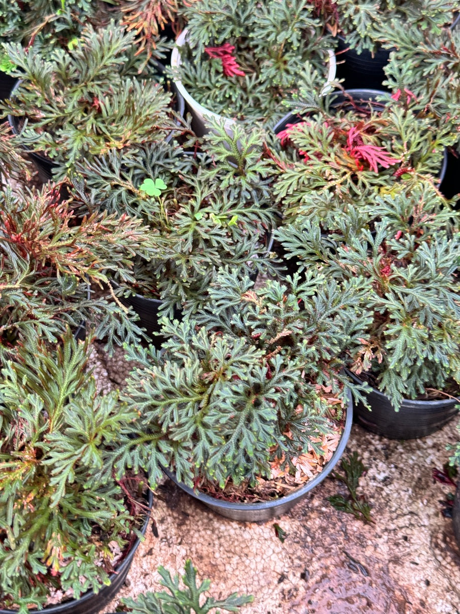 กนกนารีแดง ขนาด 4 นิ้ว