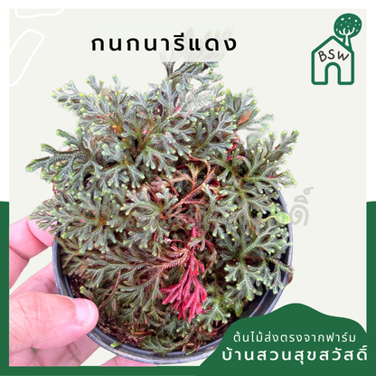 กนกนารีแดง ขนาด 4 นิ้ว