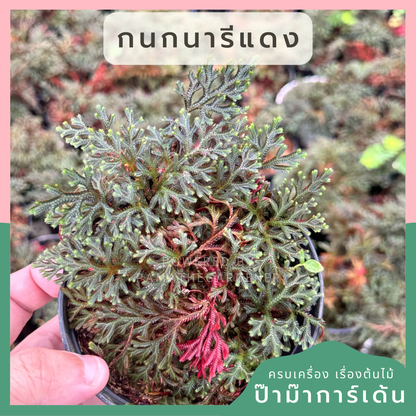 กนกนารีแดง ขนาด 4 นิ้ว