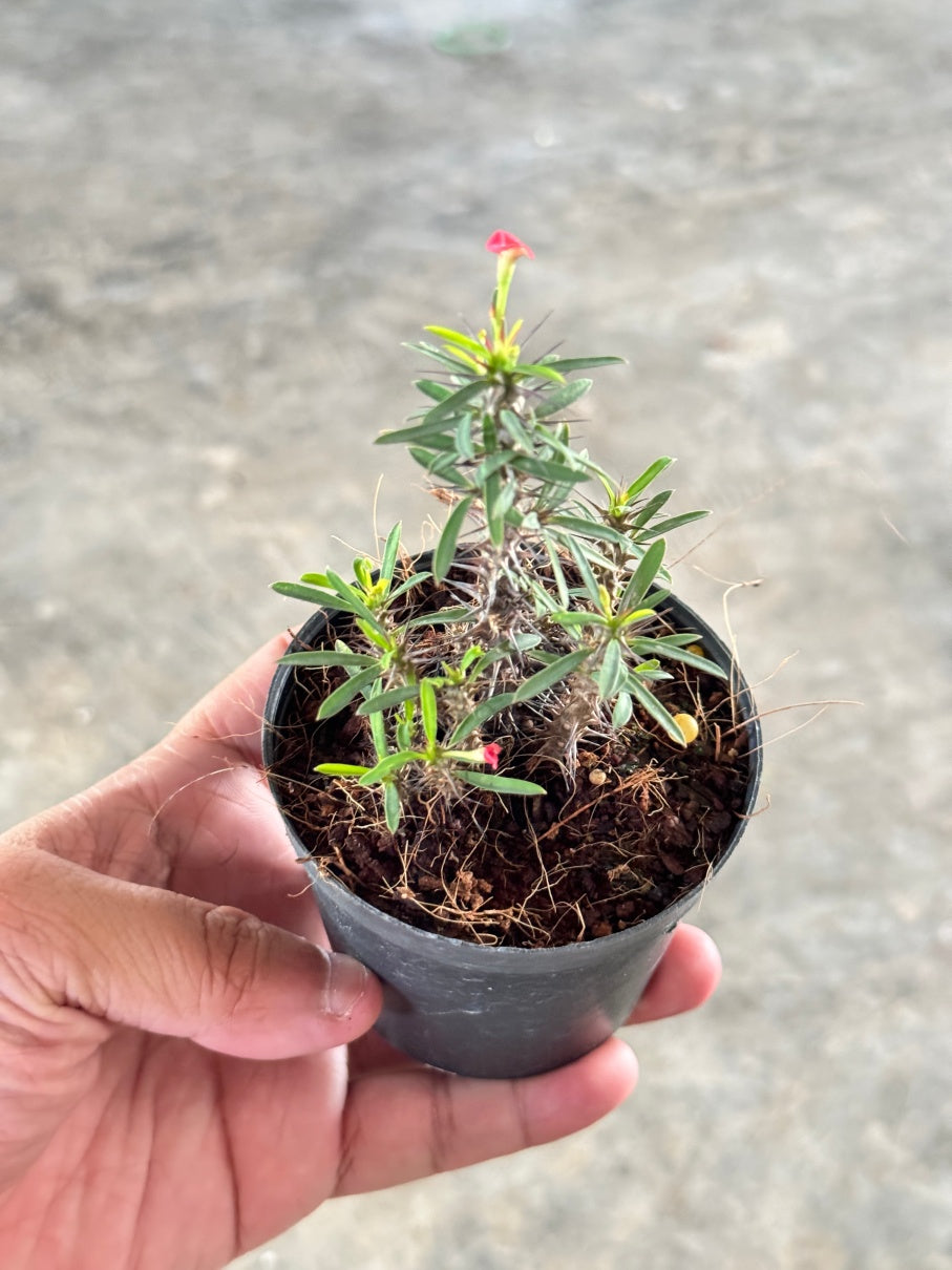 โป๊ยเซียนแคระ โป๊ยเซียนคริสต์มาส โป๊ยเซียน พร้อมกระถาง 3 นิ้ว