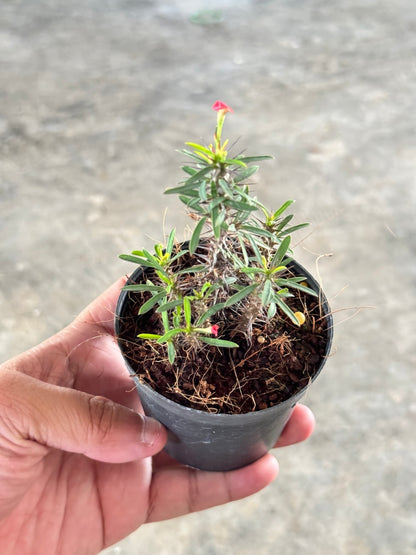 โป๊ยเซียนแคระ โป๊ยเซียนคริสต์มาส โป๊ยเซียน พร้อมกระถาง 3 นิ้ว