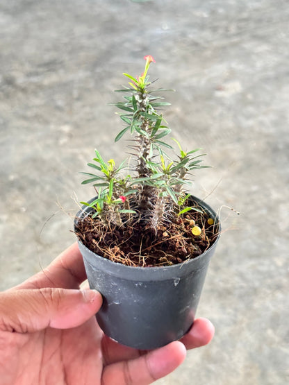 โป๊ยเซียนแคระ โป๊ยเซียนคริสต์มาส โป๊ยเซียน พร้อมกระถาง 3 นิ้ว