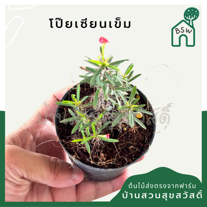 โป๊ยเซียนแคระ โป๊ยเซียนคริสต์มาส โป๊ยเซียน พร้อมกระถาง 3 นิ้ว