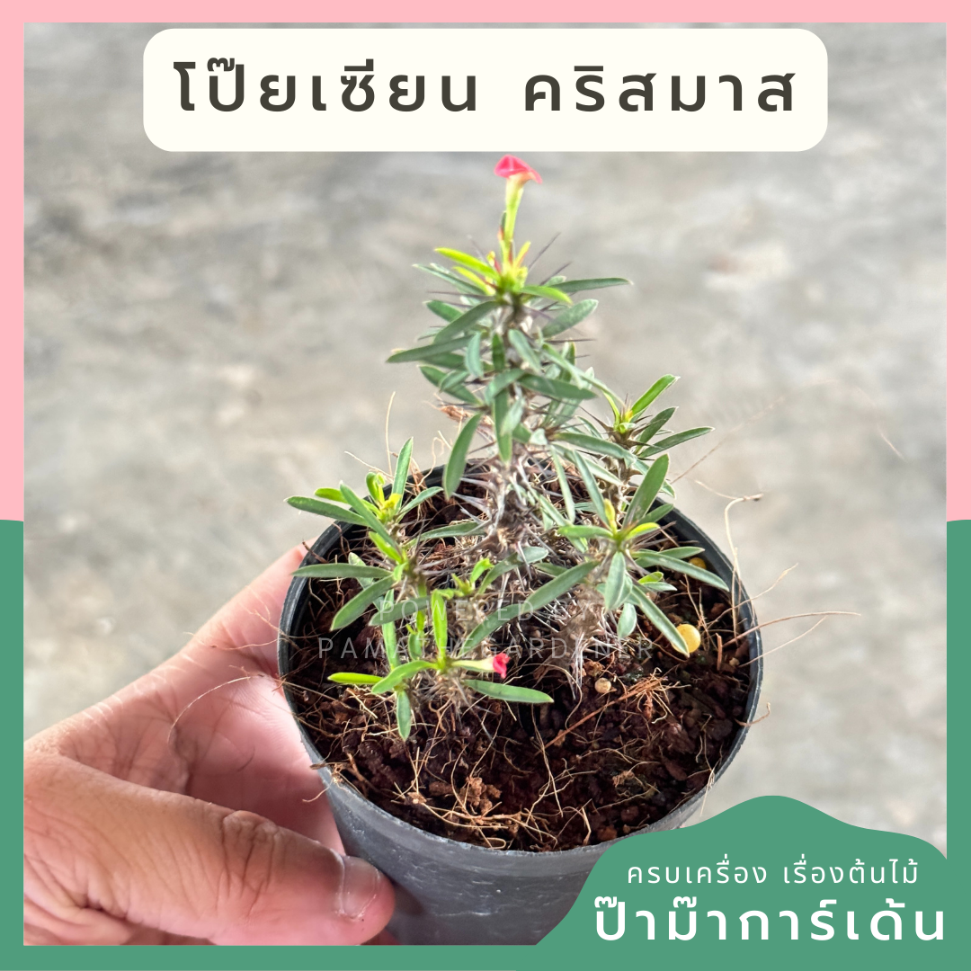 โป๊ยเซียนแคระ โป๊ยเซียนคริสต์มาส โป๊ยเซียน พร้อมกระถาง 3 นิ้ว