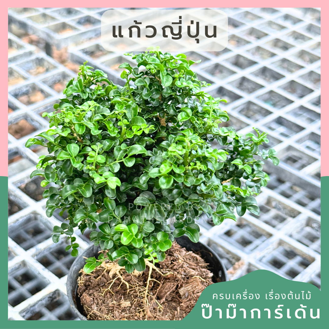 ต้นแก้ว แก้วแคระญี่ปุ่น พร้อมกระถาง 4 นิ้ว