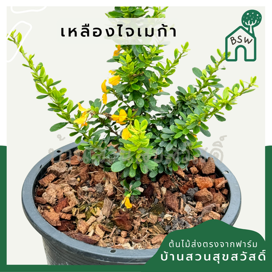 เหลืองไจเมก้า ส่งพร้อมกระถาง 5-8 นิ้ว