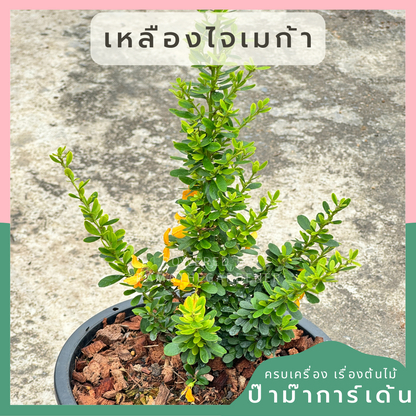 เหลืองไจเมก้า ส่งพร้อมกระถาง 5-8 นิ้ว