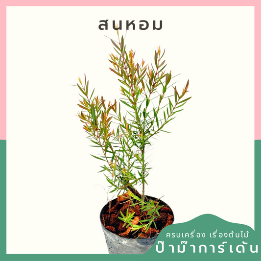 สนหอม พร้อมกระถาง 3 นิ้ว
