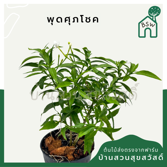 พุดศุภโชค พร้อมกระถาง 3 นิ้ว