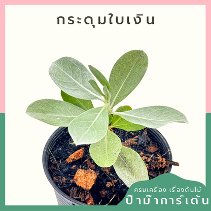 กระดุมใบเงิน พร้อมกระถาง 4 นิ้ว